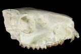 Partial, Fossil Oreodont (Merycoidodon) Skull - Wyoming #174371-4
